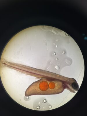 DB102905-DA0F-4FB5-A38C-D911D1065B15_1_105_c